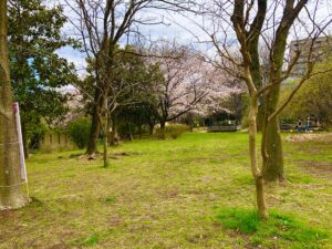 桜の木と広場
